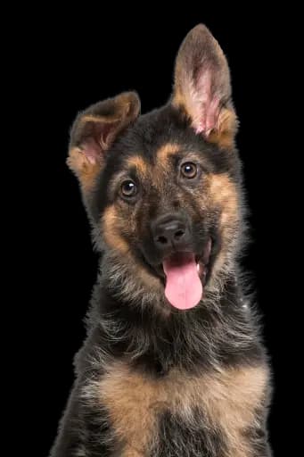 A cute german shepherd