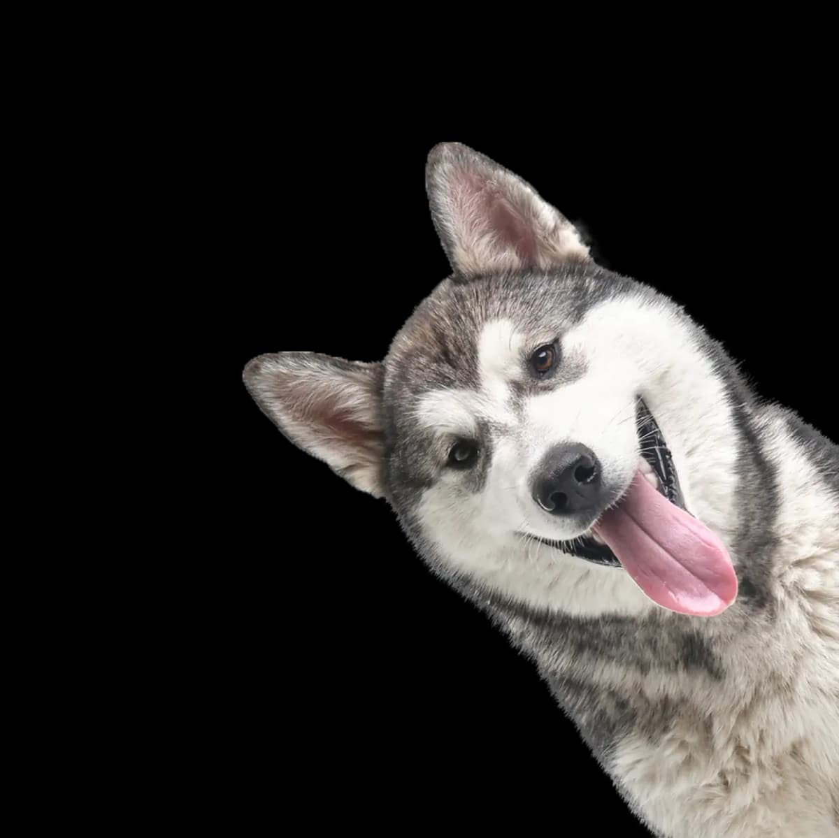 A cute german shepherd